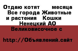 Отдаю котят. 1,5 месяца - Все города Животные и растения » Кошки   . Ненецкий АО,Великовисочное с.